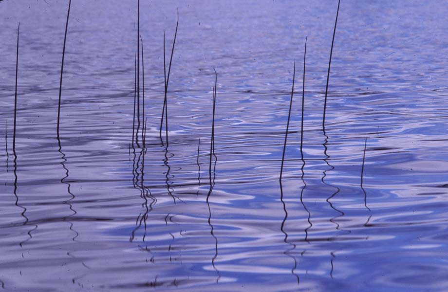 Reeds and Ripples